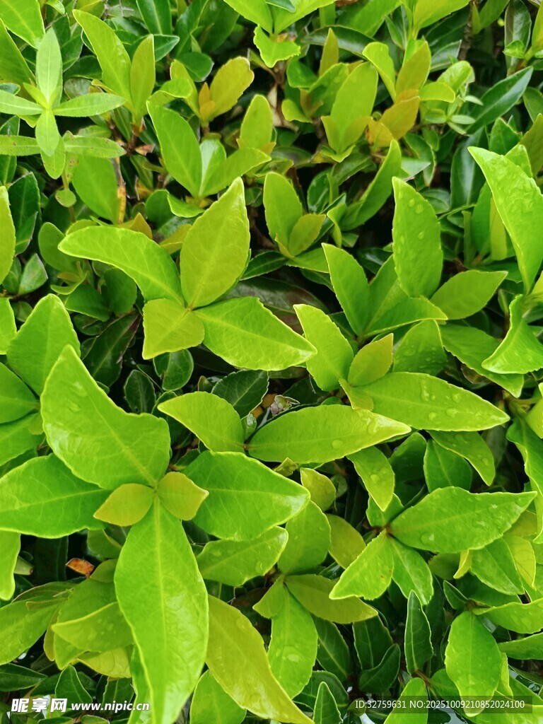 翠绿鲜嫩的植物叶片