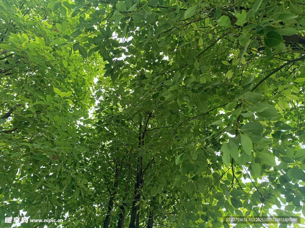 仰视茂密翠绿的林间树冠
