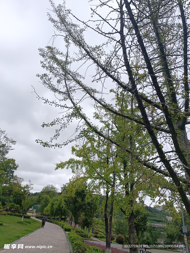 小径旁光秃树木与绿植