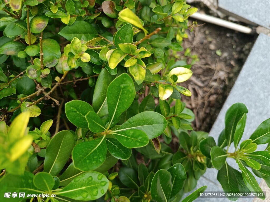 绿叶繁茂的植物特写