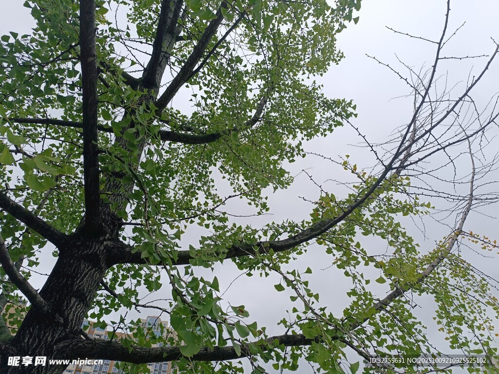 仰视视角下的繁茂绿树