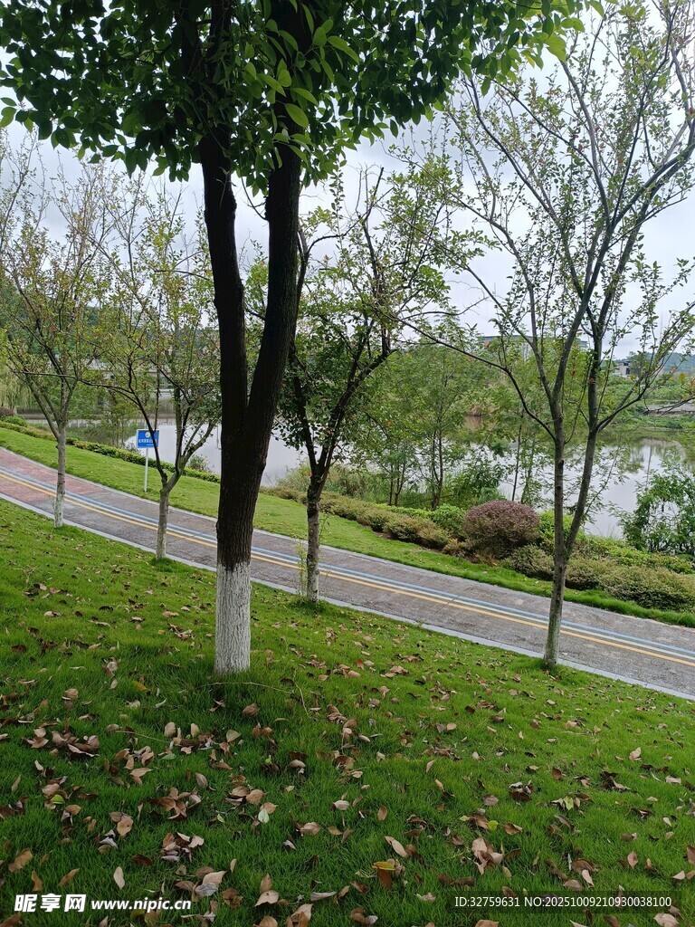 秋日公园林荫小道美景