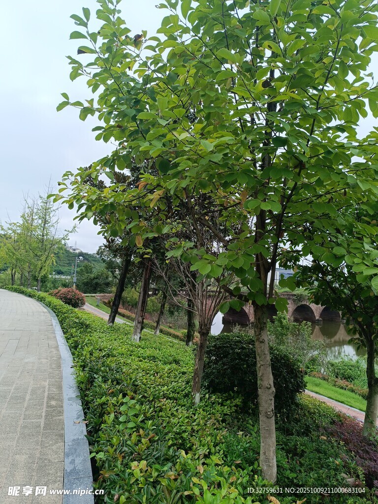 路边绿树与繁茂植被景观