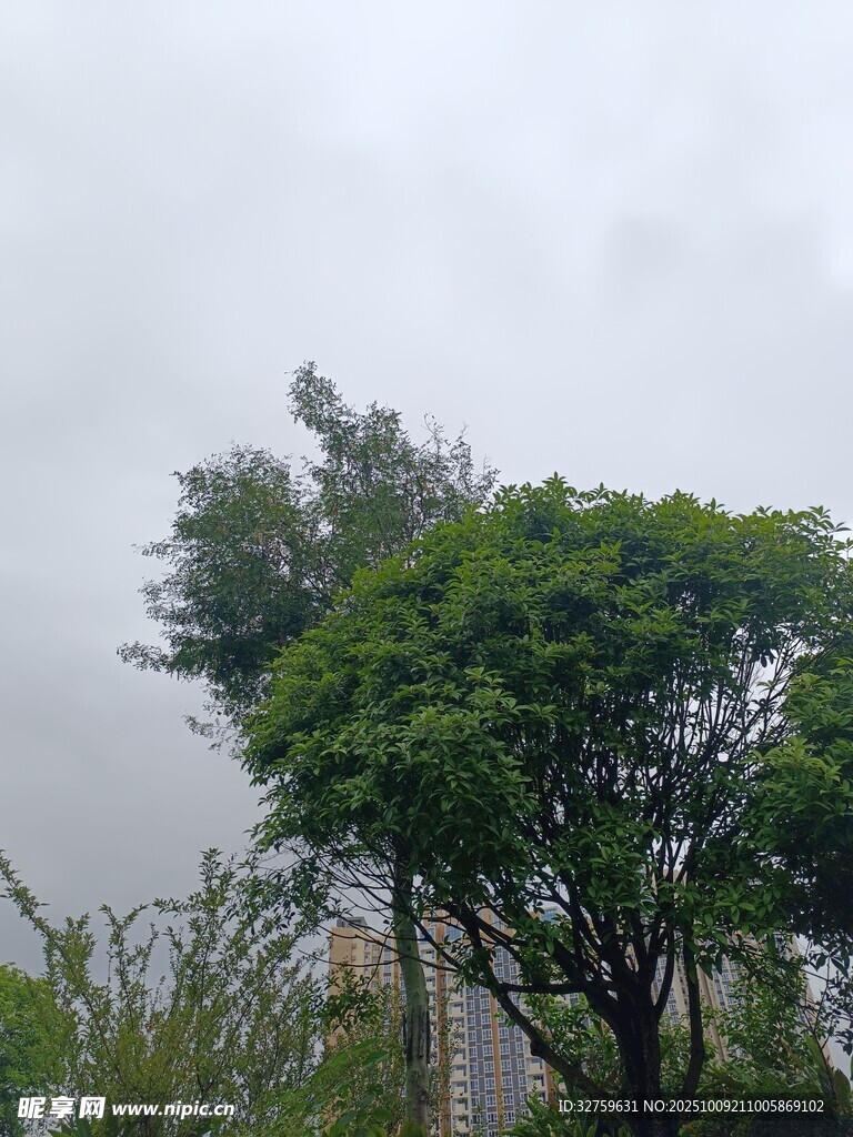 阴天中的葱郁树木