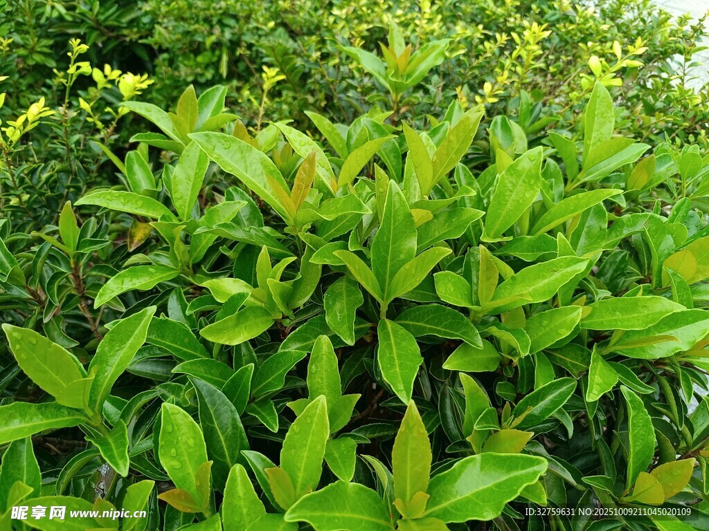 翠绿繁茂的植物叶片
