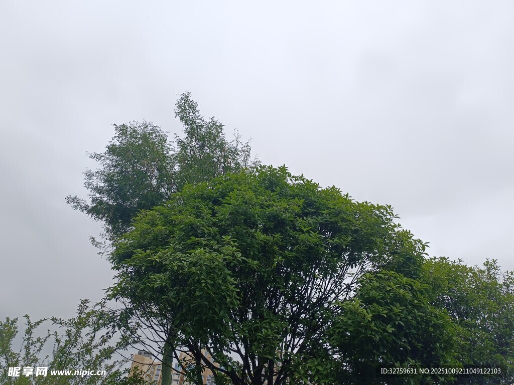 绿树蓝天 