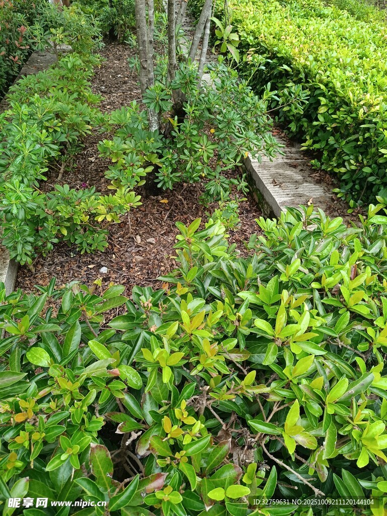 绿意盎然的园林植物景观