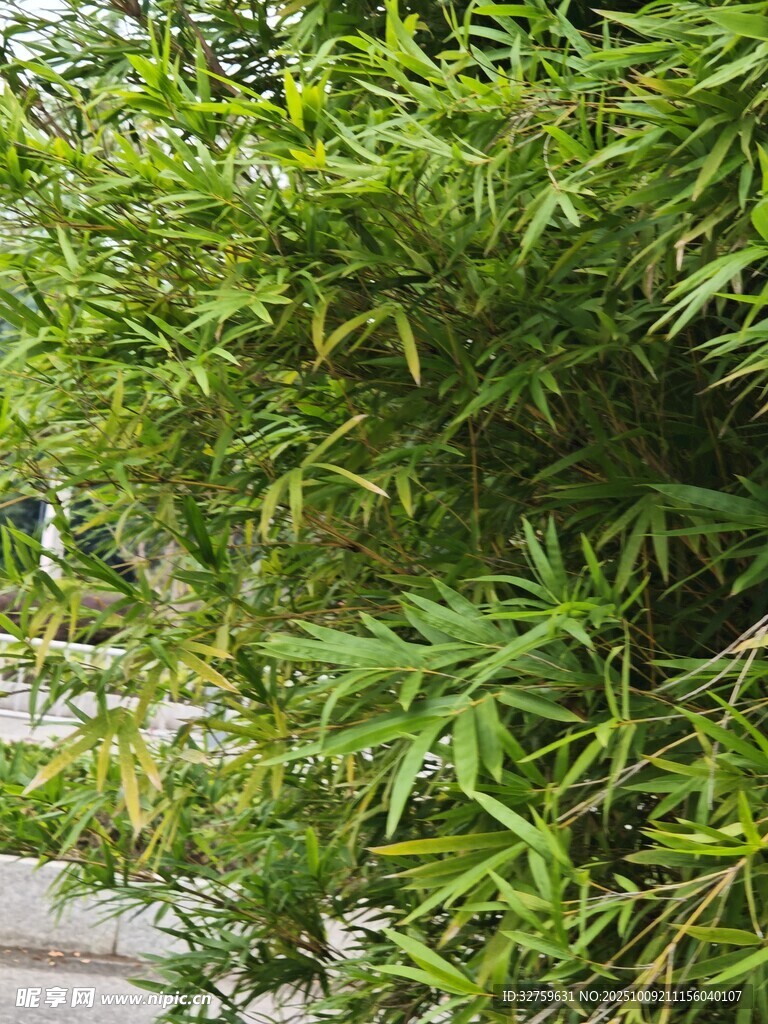 翠绿竹林一角