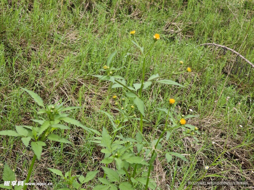 野外草地中的黄色小花
