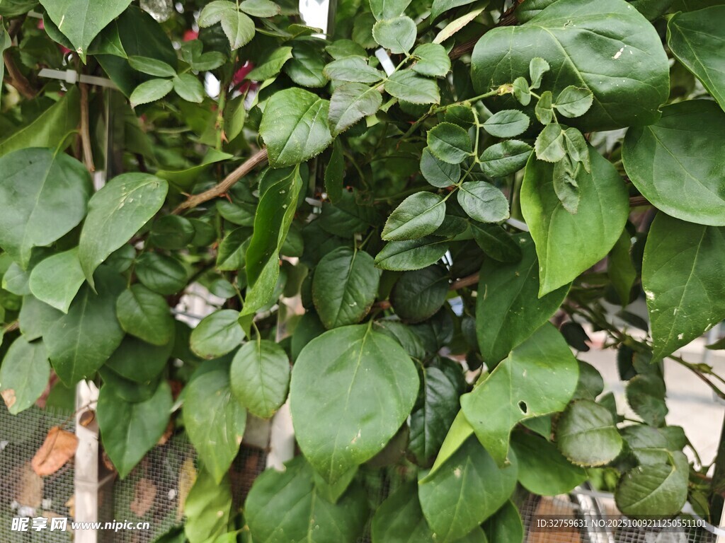 绿叶藤蔓植物特写