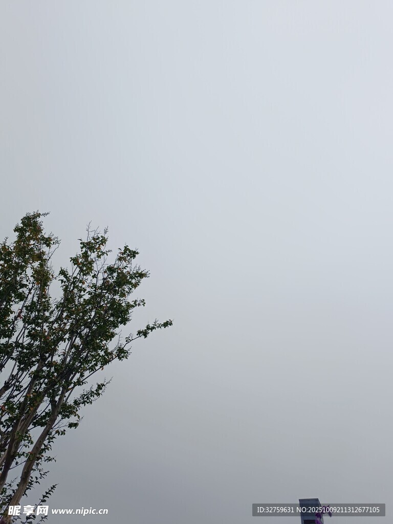 灰白天空下的绿植与标志