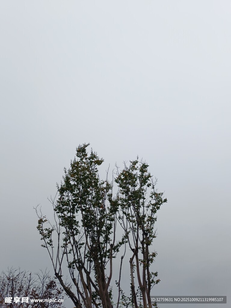 天空下的树木剪影