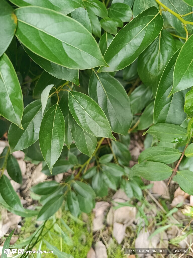 绿叶植物与碎石景观