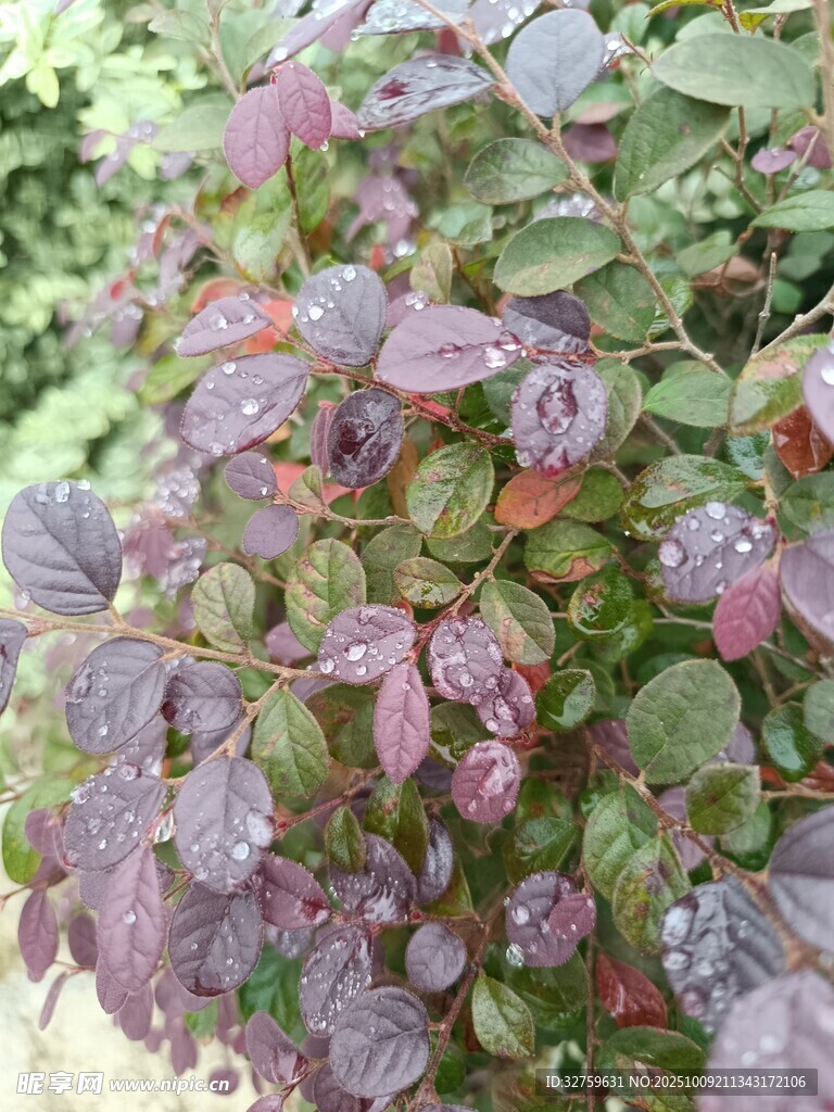 紫色叶片植物特写