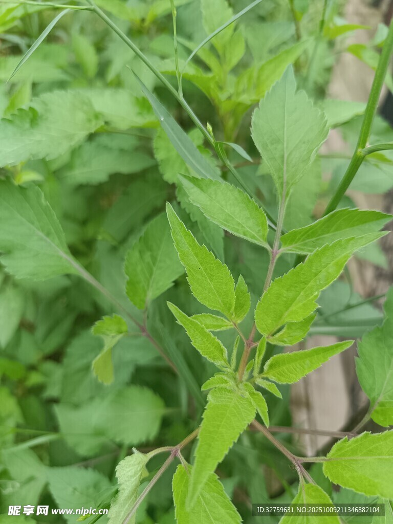 嫩绿枝叶的清新植物景象