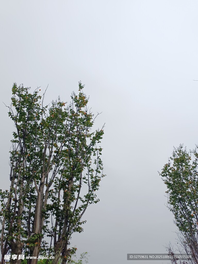 挺拔树木立于灰白天空下