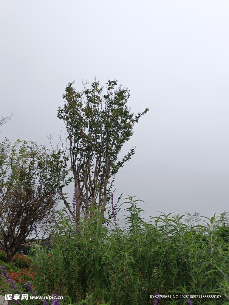 野外绿植景观
