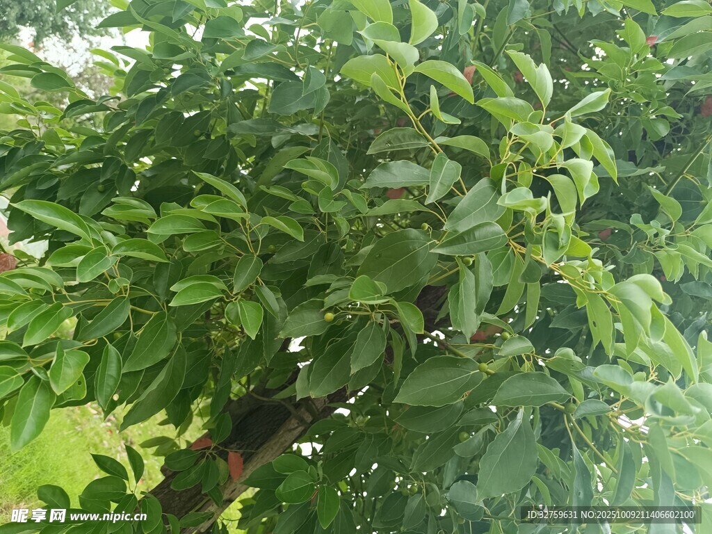 繁茂绿叶植物特写