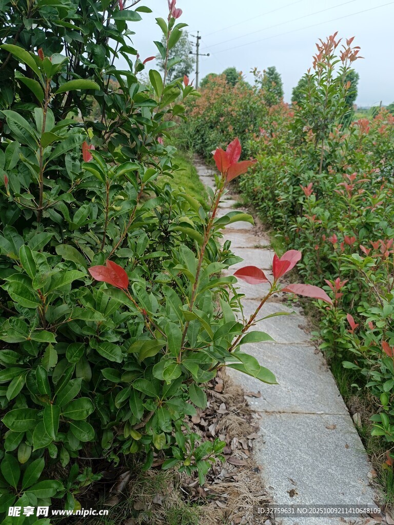 小径旁繁花盛开的绿植景观
