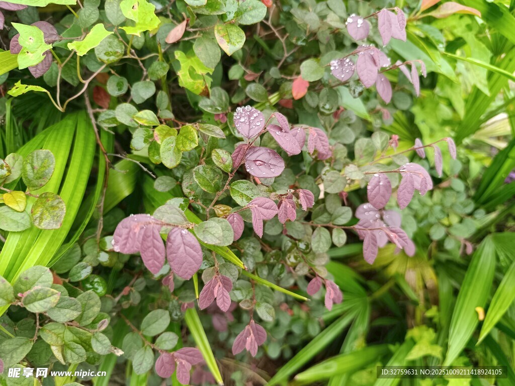 粉色小花点缀绿色植物