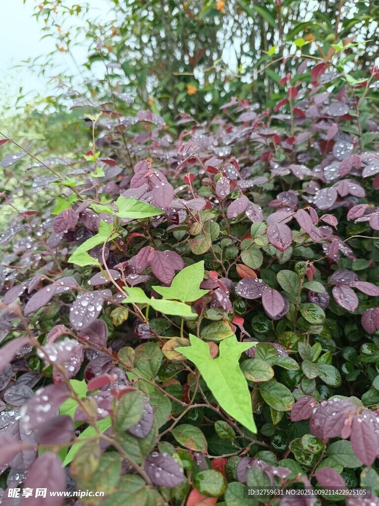 紫绿叶植物特写