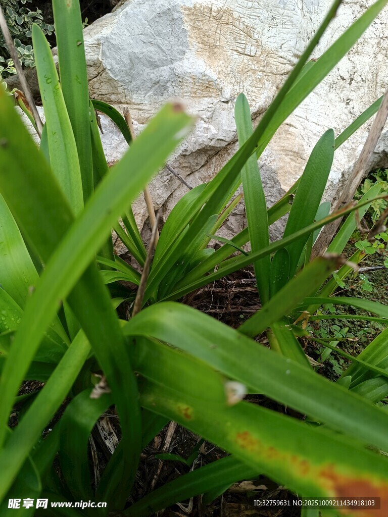 翠绿草丛中的生机景象