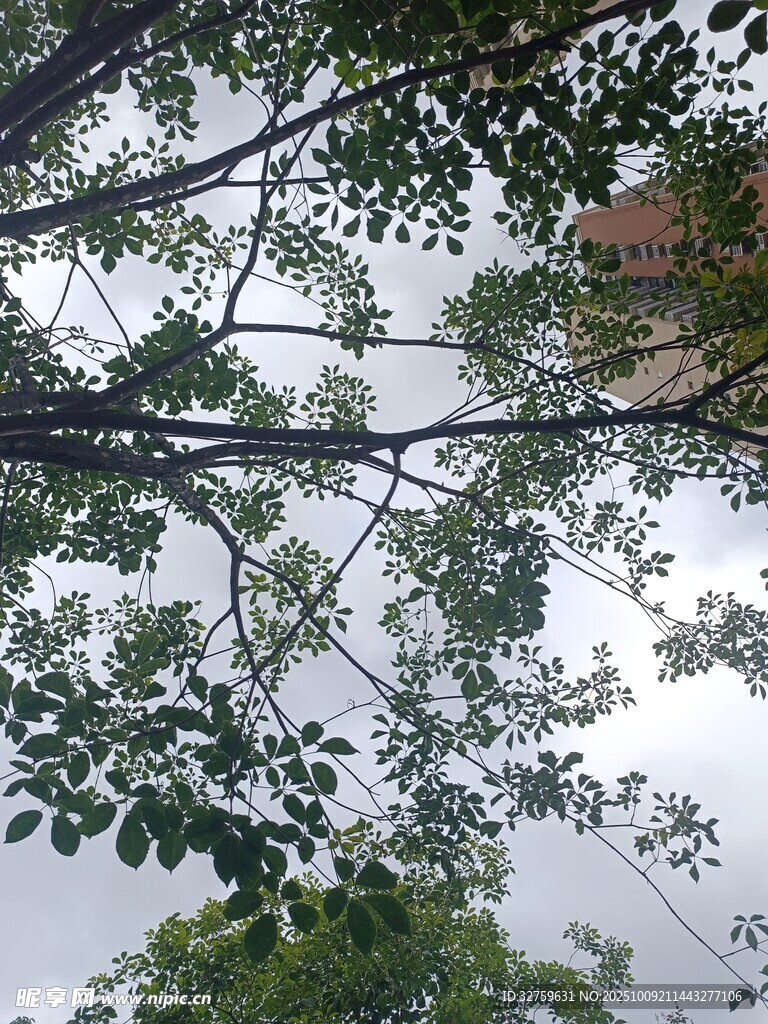 仰视繁茂枝叶与天空