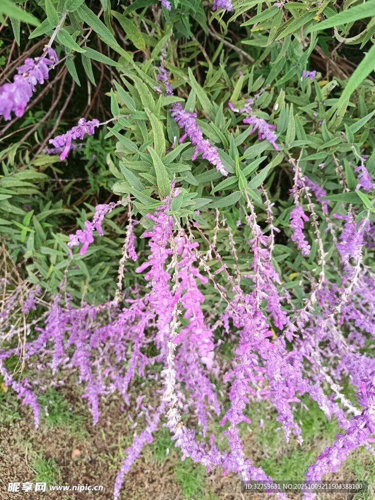 垂坠紫花植物特写