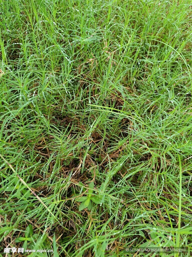 翠绿繁茂的草地