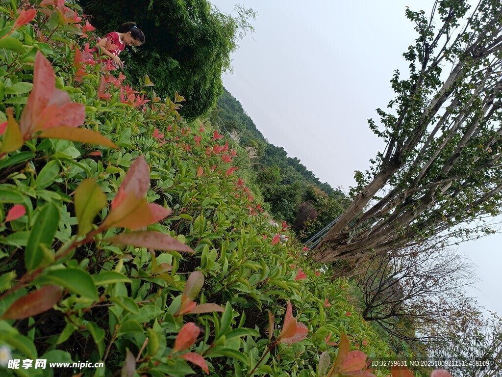 山坡上的多彩绿植景观