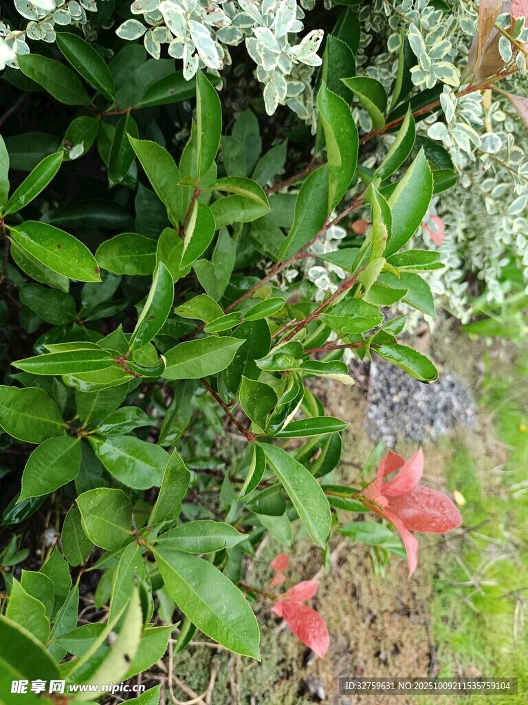 绿叶丛中绽放的艳丽花朵