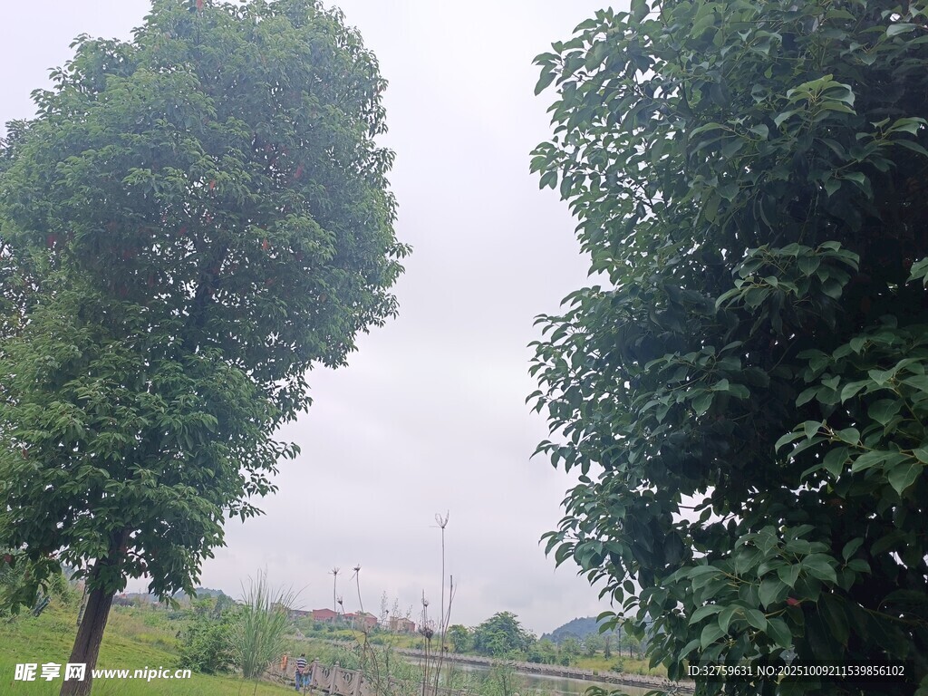 户外绿树风景
