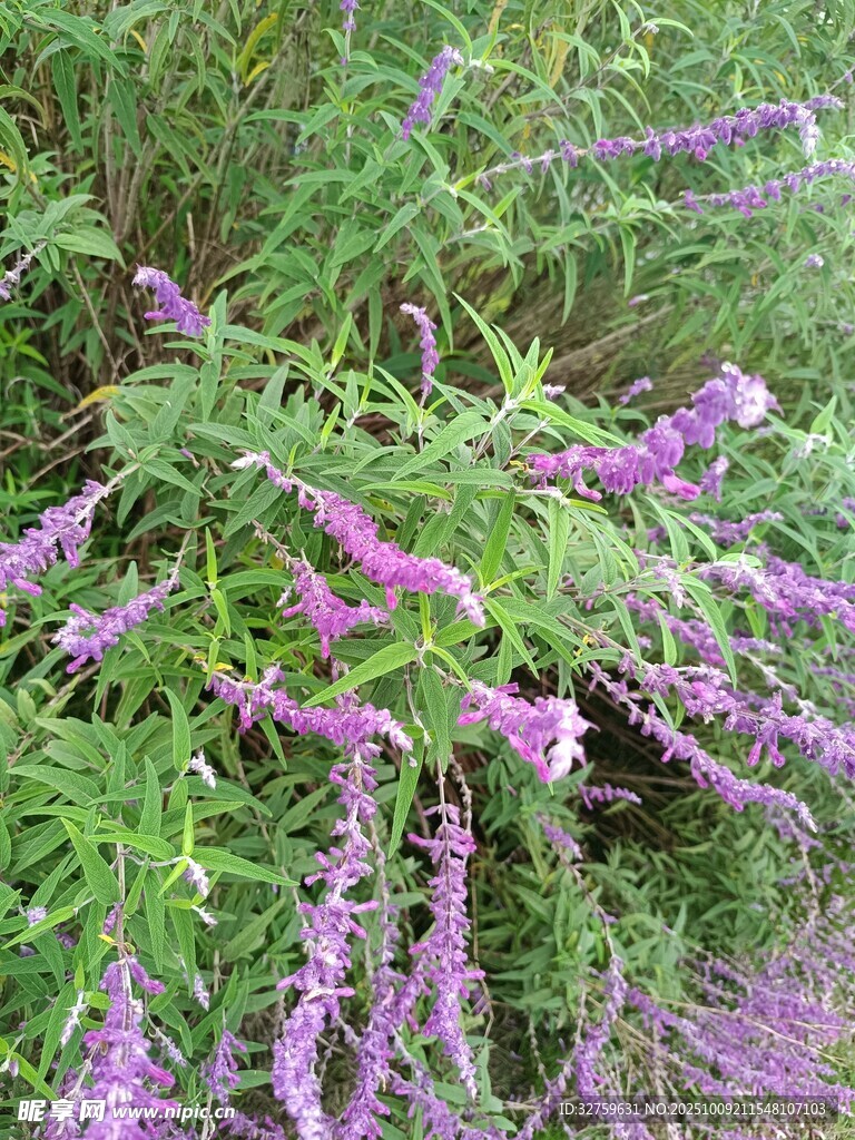 紫色穗状花卉特写