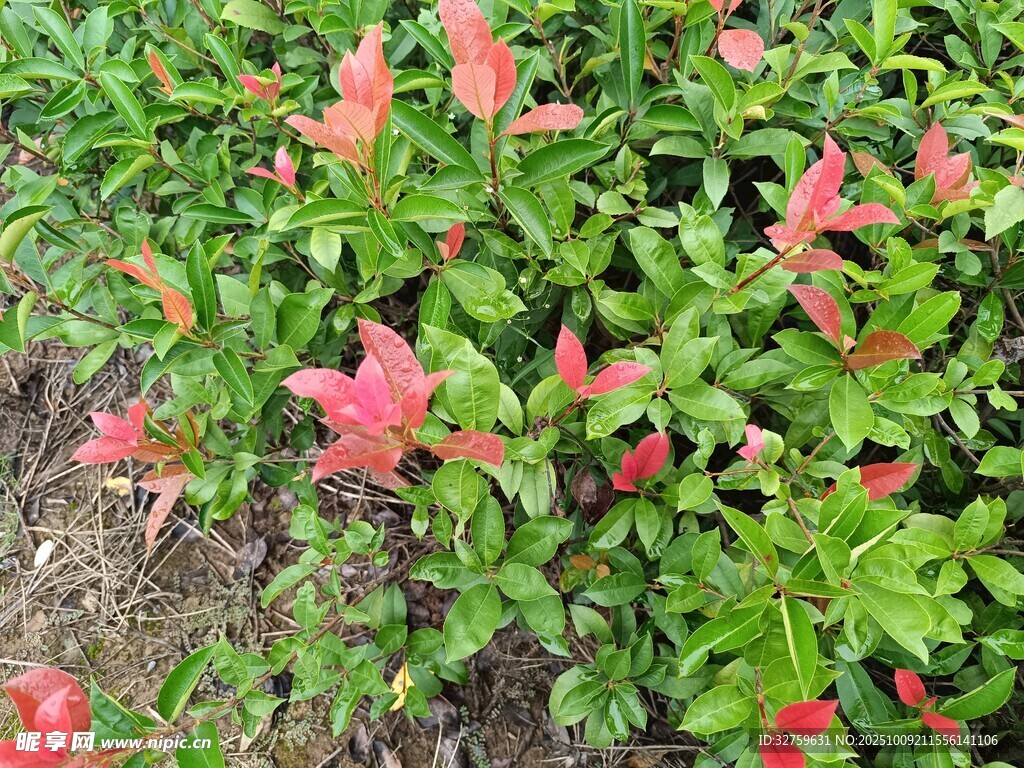绿叶间的艳红花卉