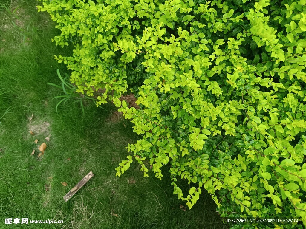翠绿灌木生机盎然