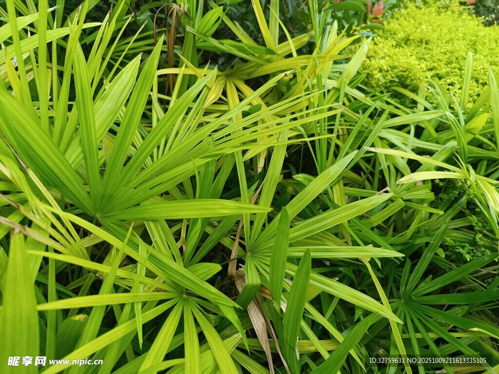 翠绿繁茂的热带植物景观