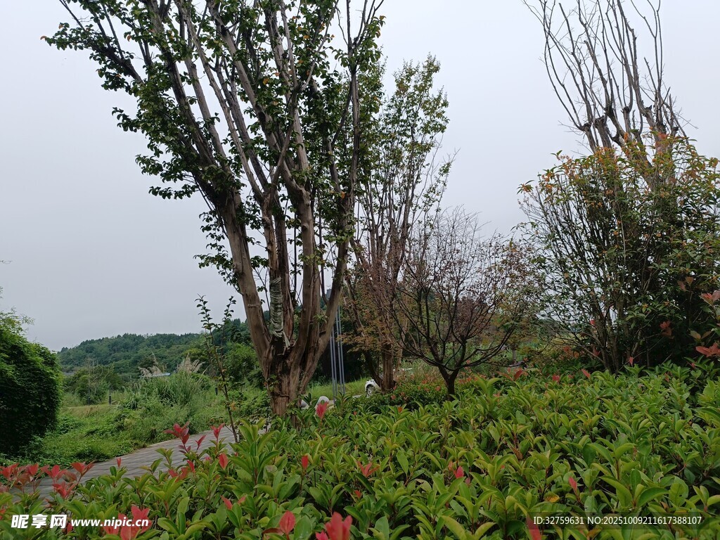 户外繁茂绿植景观