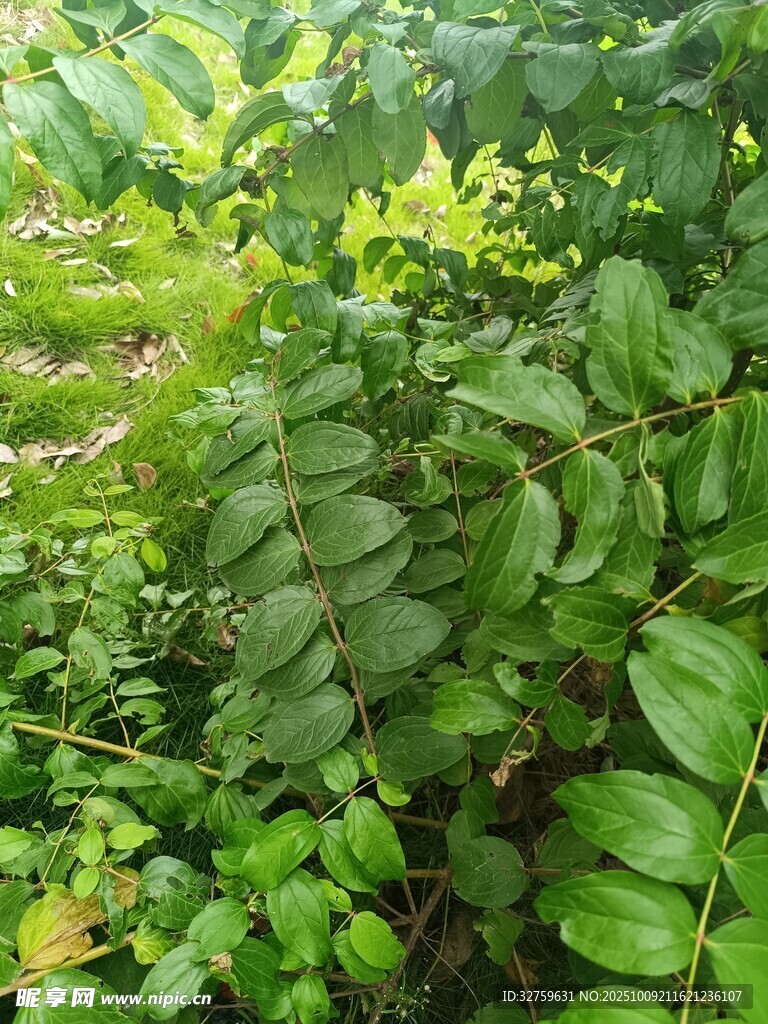 翠绿繁茂的植物景象