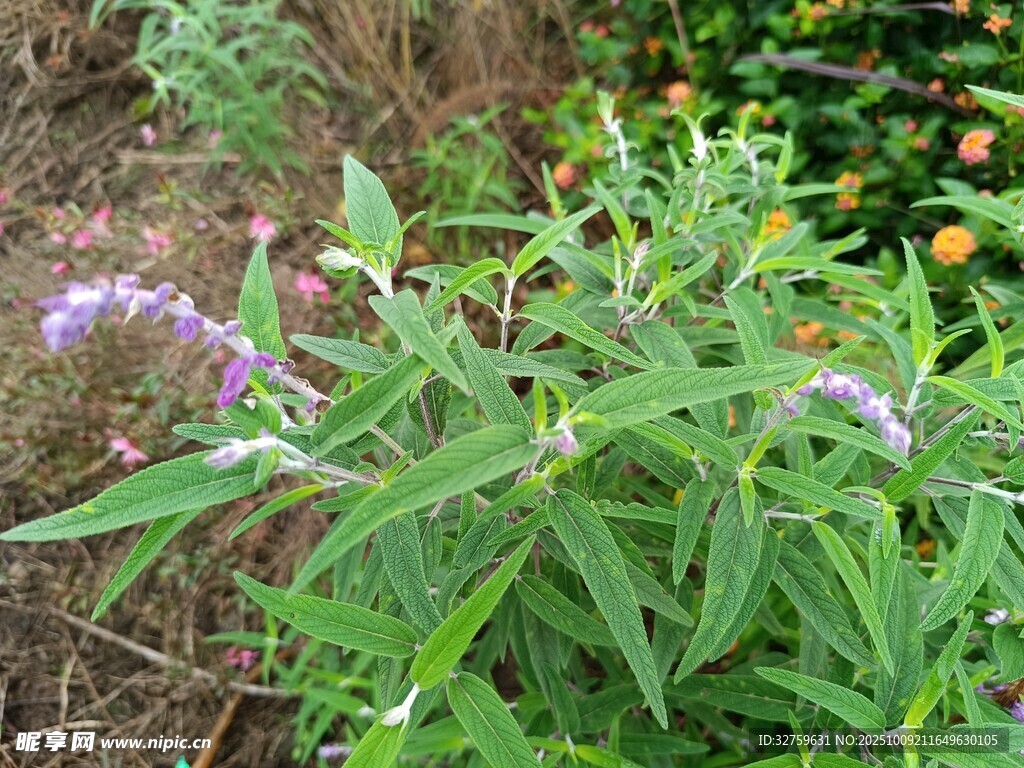 绿叶紫花的清新植物