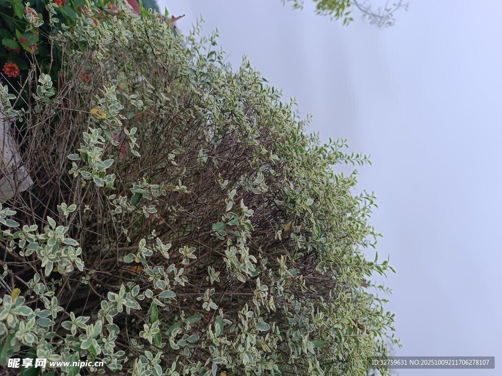 雾中繁茂绿植景观