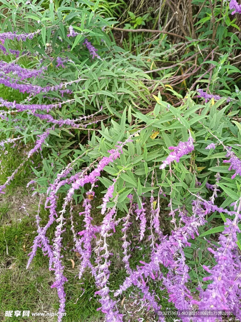 紫色垂穗植物的自然景致