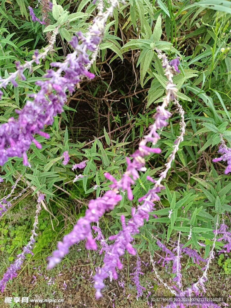 紫色穗状花卉特写