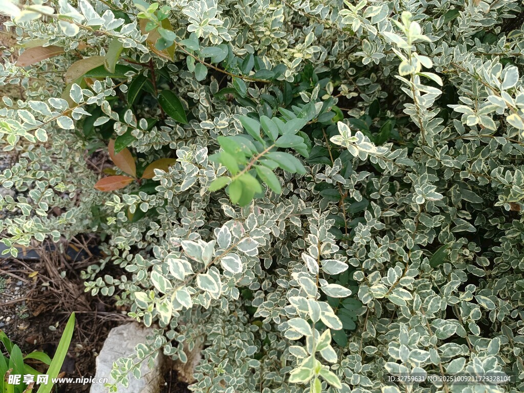 翠绿蕨类植物特写