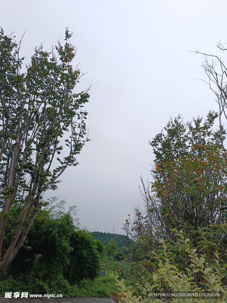 野外树木与植被景观