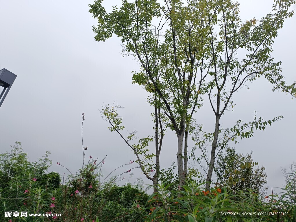 户外树木绿植自然景象