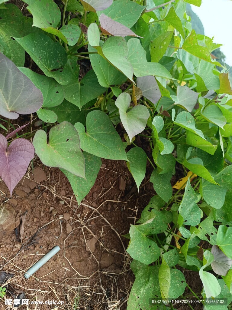 绿叶藤蔓植物特写