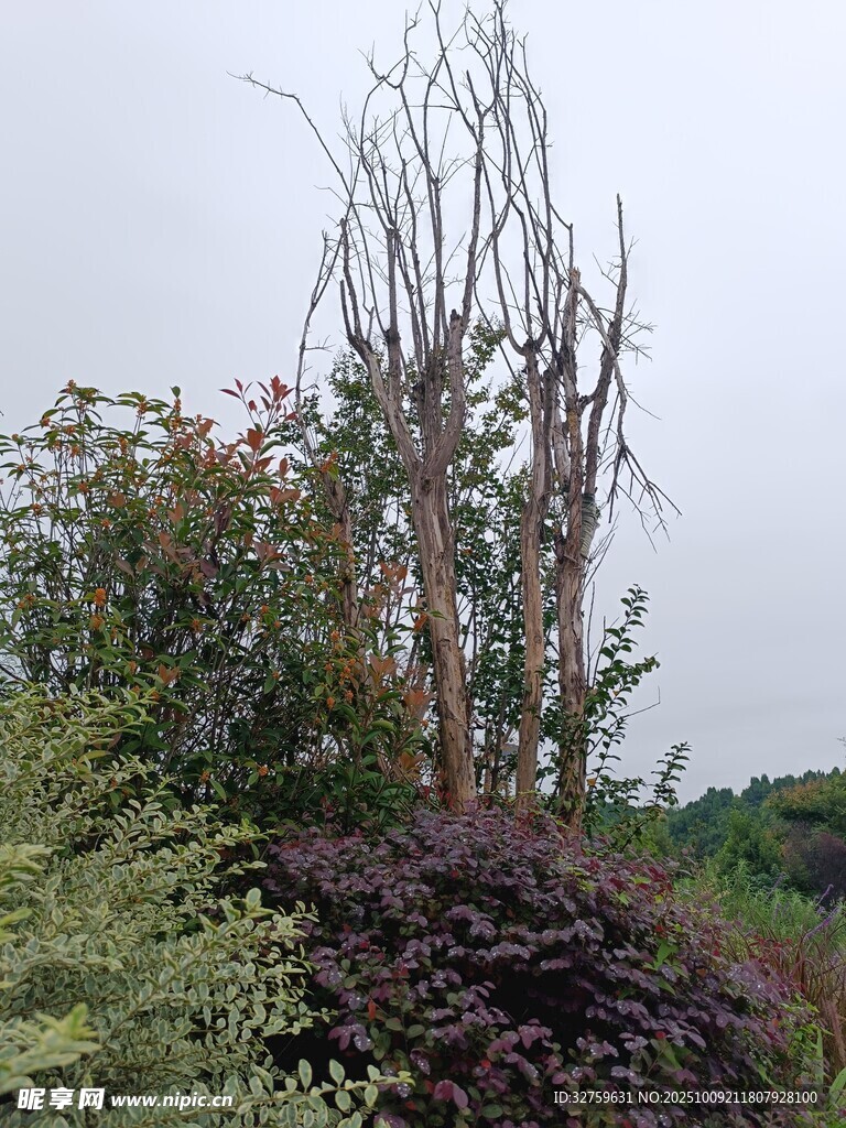 枯树与绿植的自然景致
