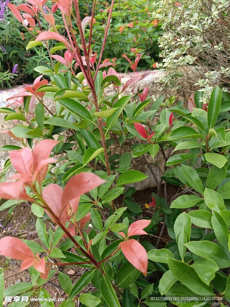 多彩枝叶植物景观