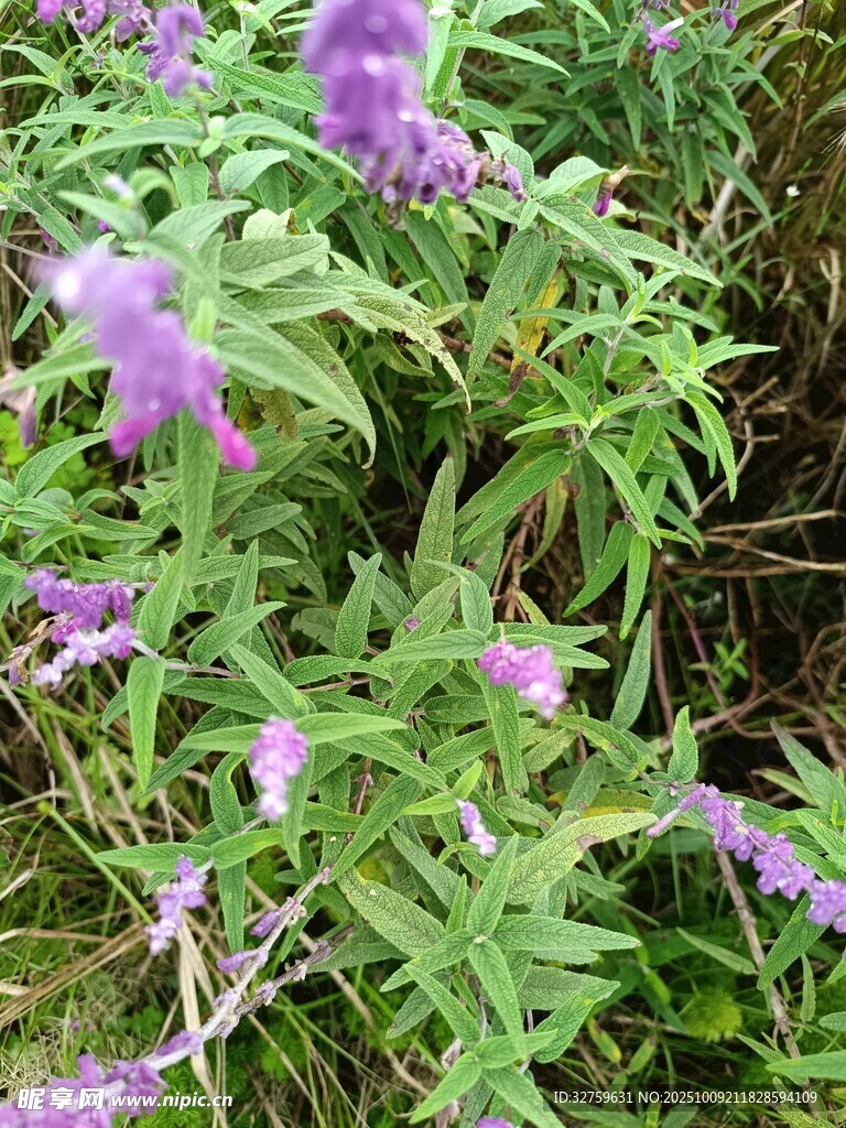 紫色花卉绿植特写
