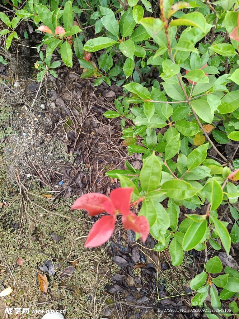 绿叶丛中一抹红